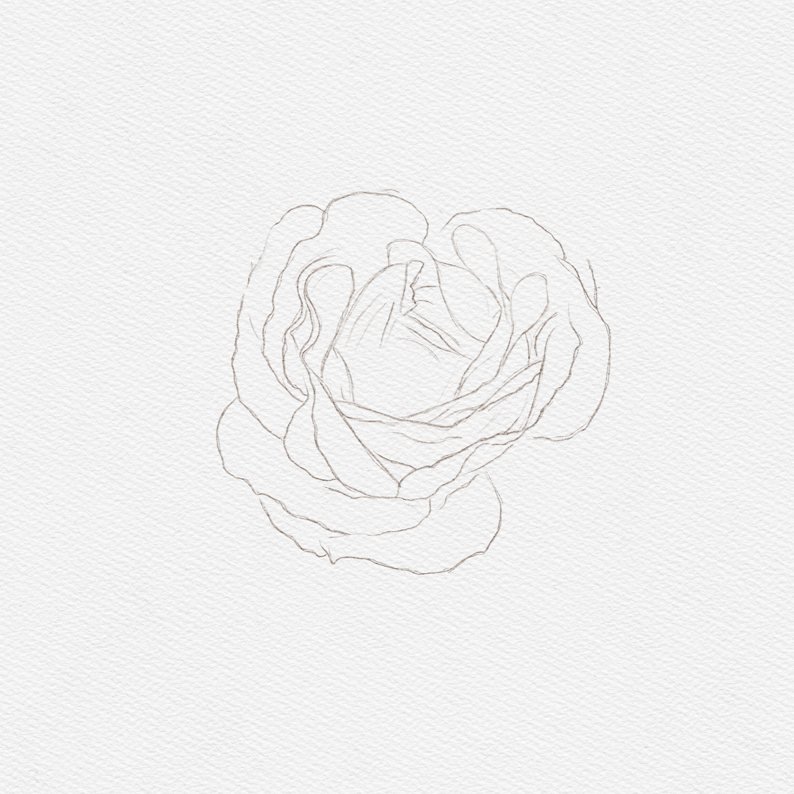 how to draw roses