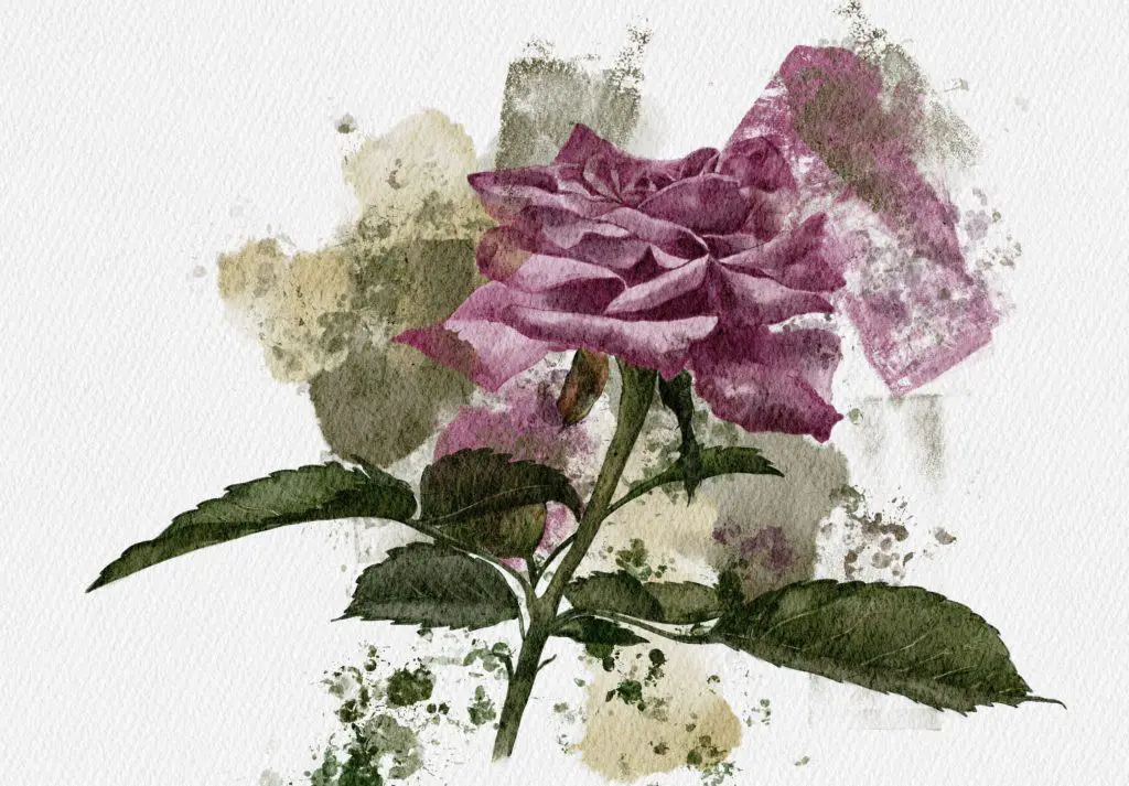 rose art illustration drawing painting