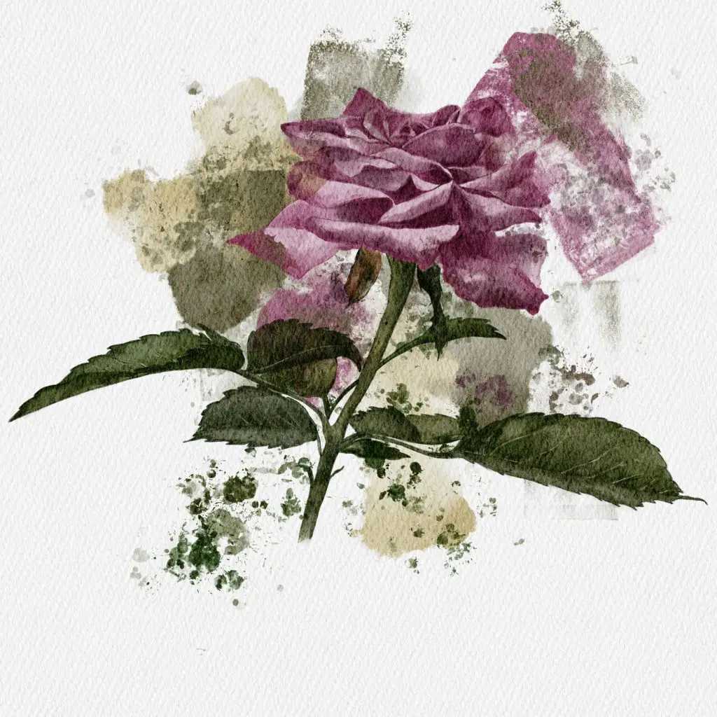 Watercolour Rose Painting