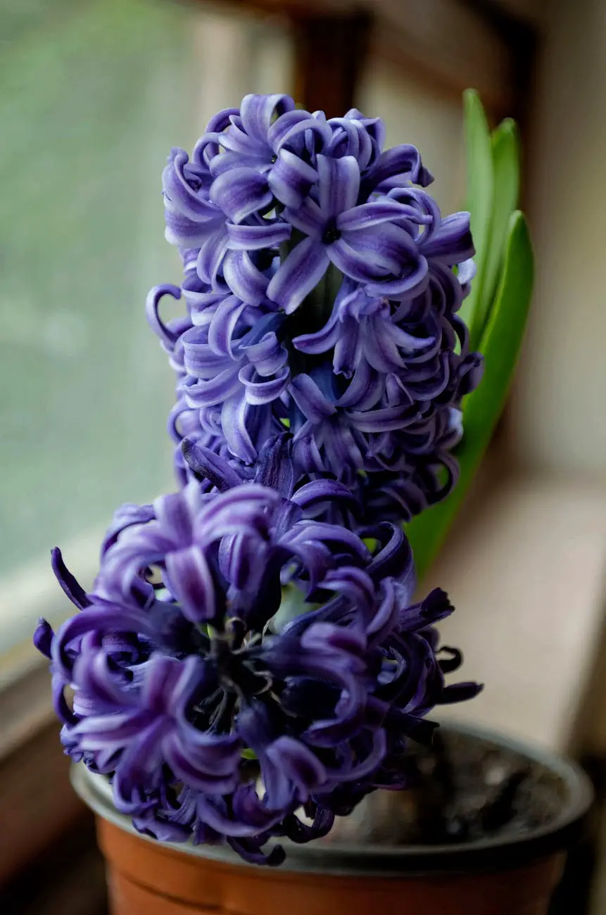 purple hyacinth flower