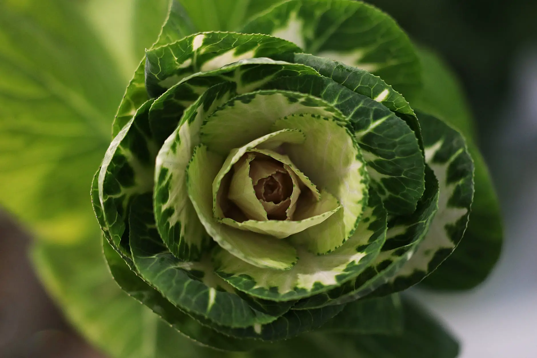 food summer garden cabbage