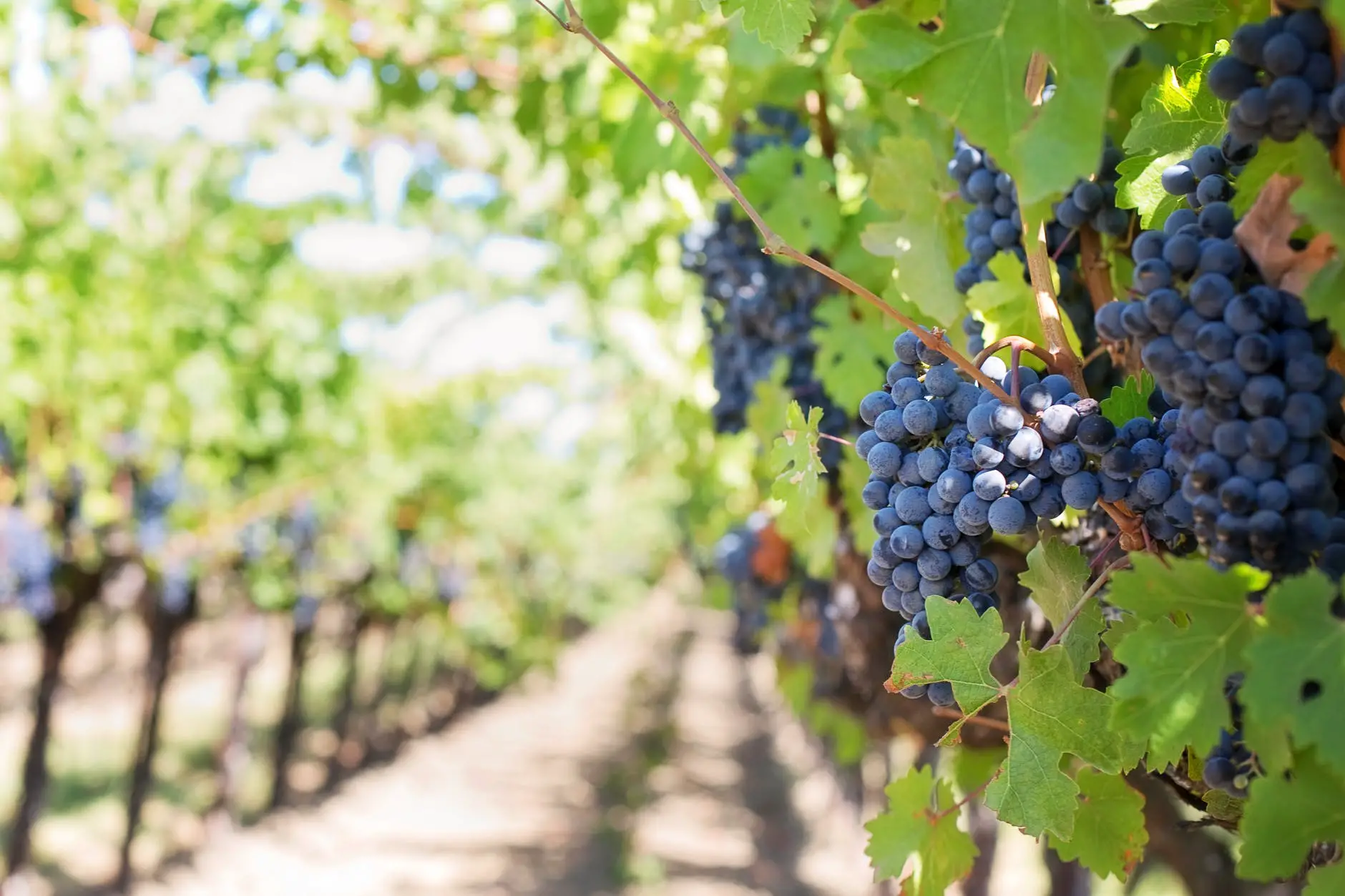 grapes on vineyard grapevine