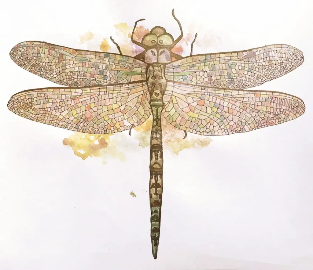 how to paint a watercolour dragonfly 