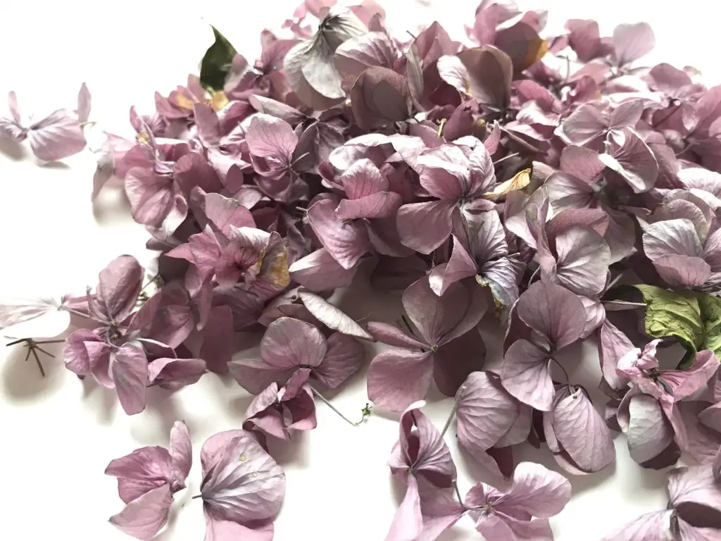 Dried hydrangea flower petals