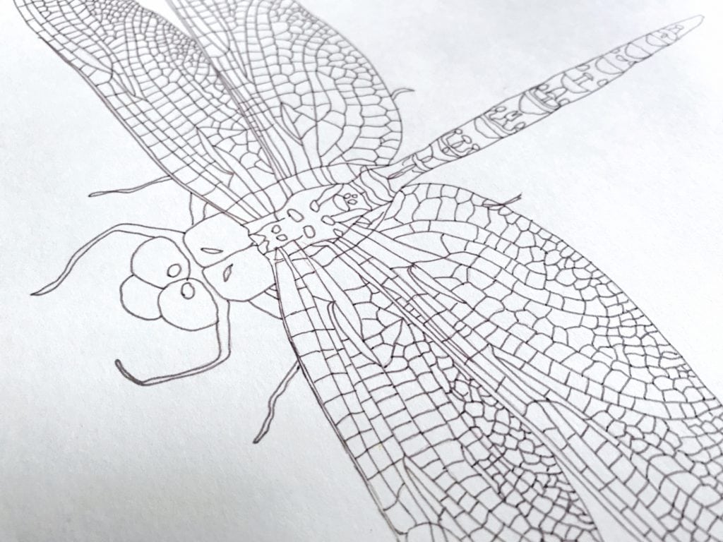 how to draw a dragonfly 