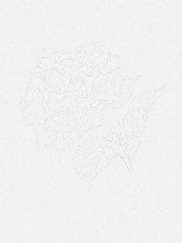 hydrangea flower drawing