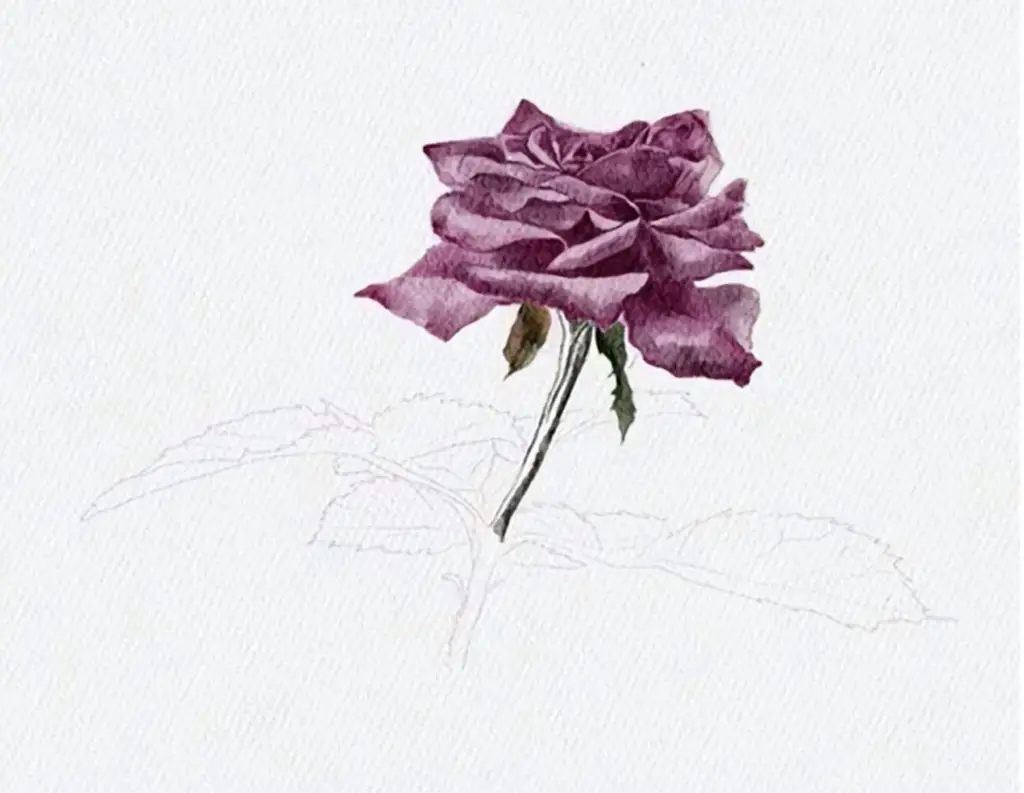 Watercolour rose painting 