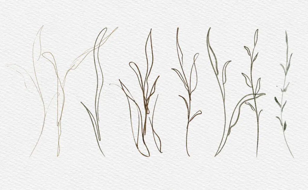 Line drawings leaf stem