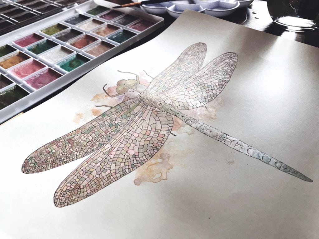 dragonfly drawing illustration painting