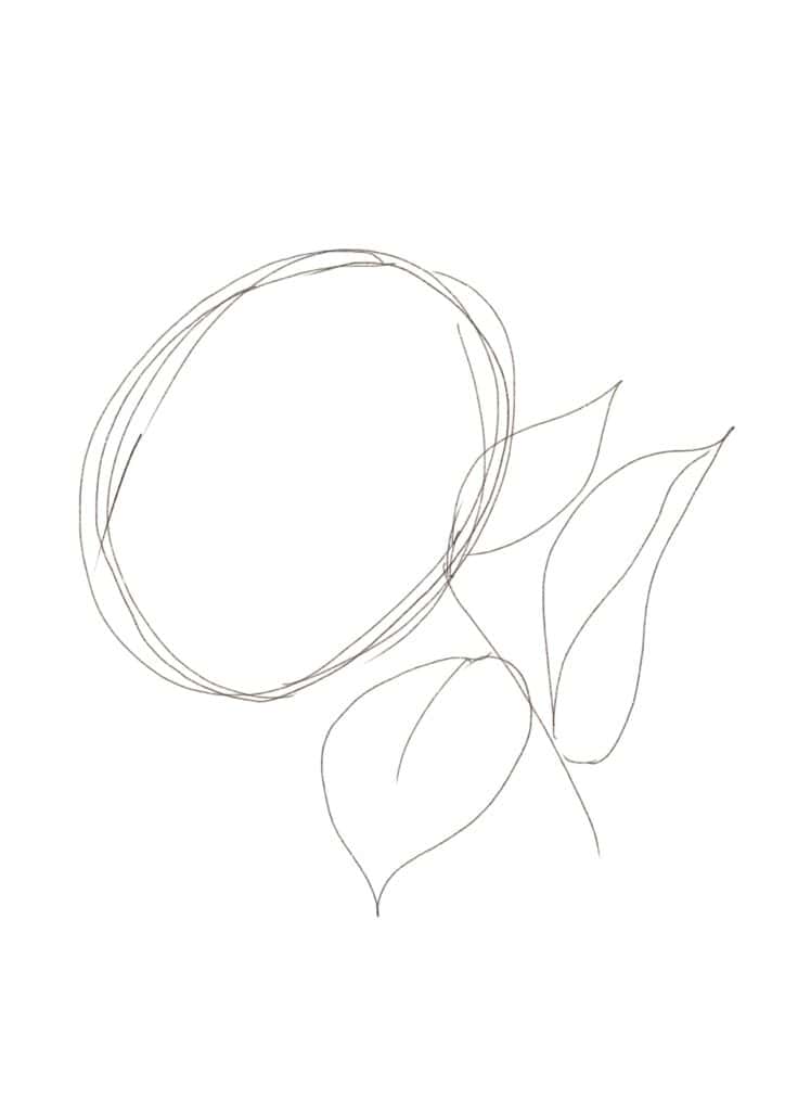 how to draw a hydrangea flower bush 