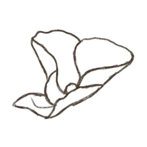 how to draw a hydrangea flower step by step