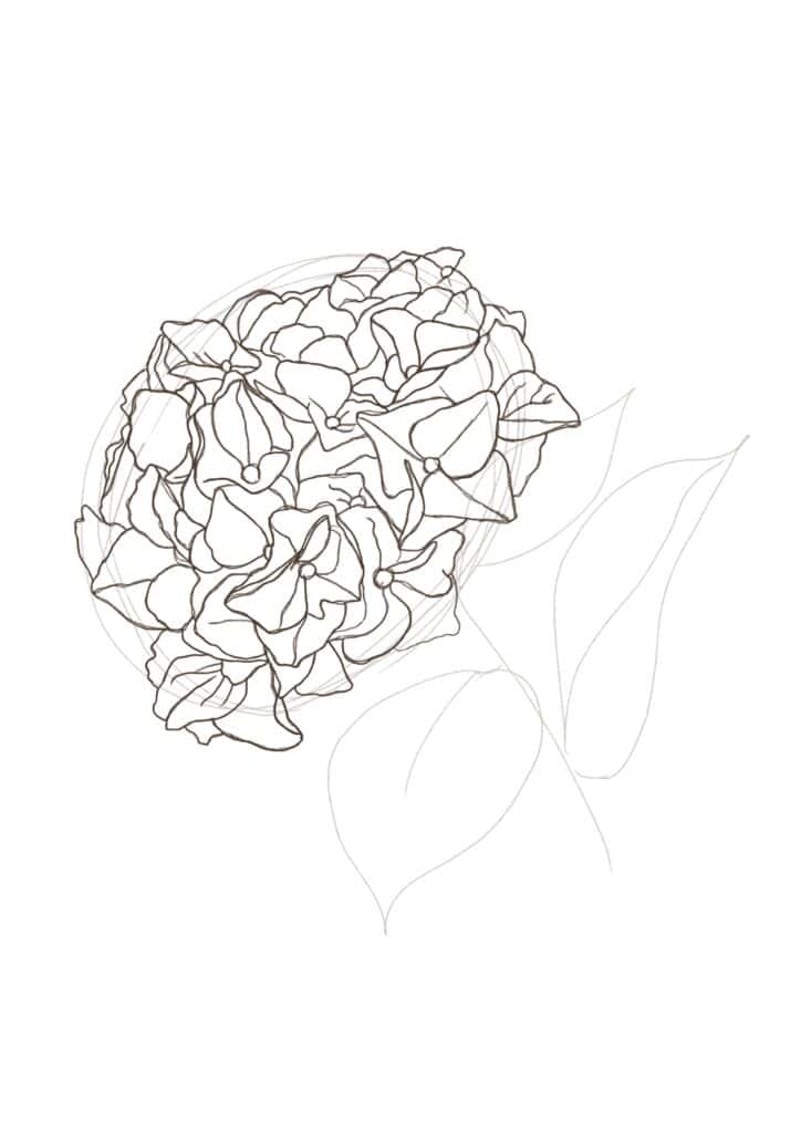 how to draw a hydrangea flower step by step