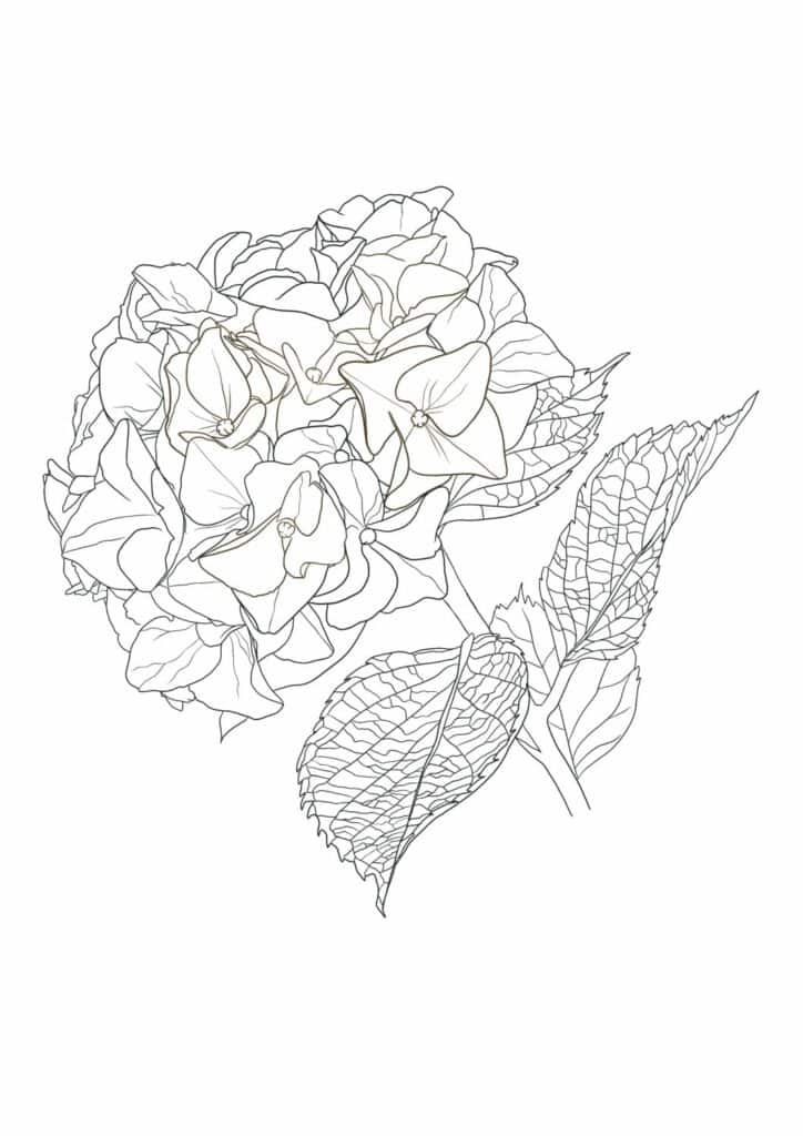 Hydrangea flower coloring page
