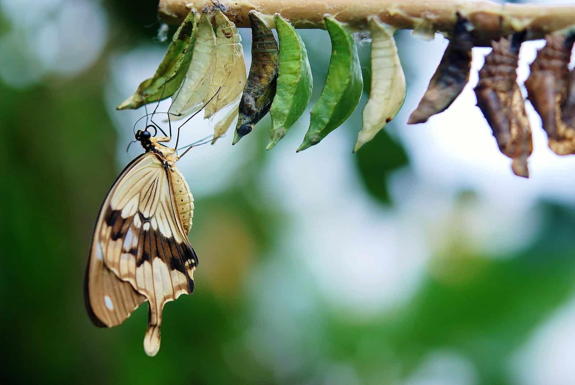 Brown and white swallowtail butterfly - caterpillar twists to embed its cremaster in a silk pad. Then sheds its skin one final time, revealing its chrysalis
