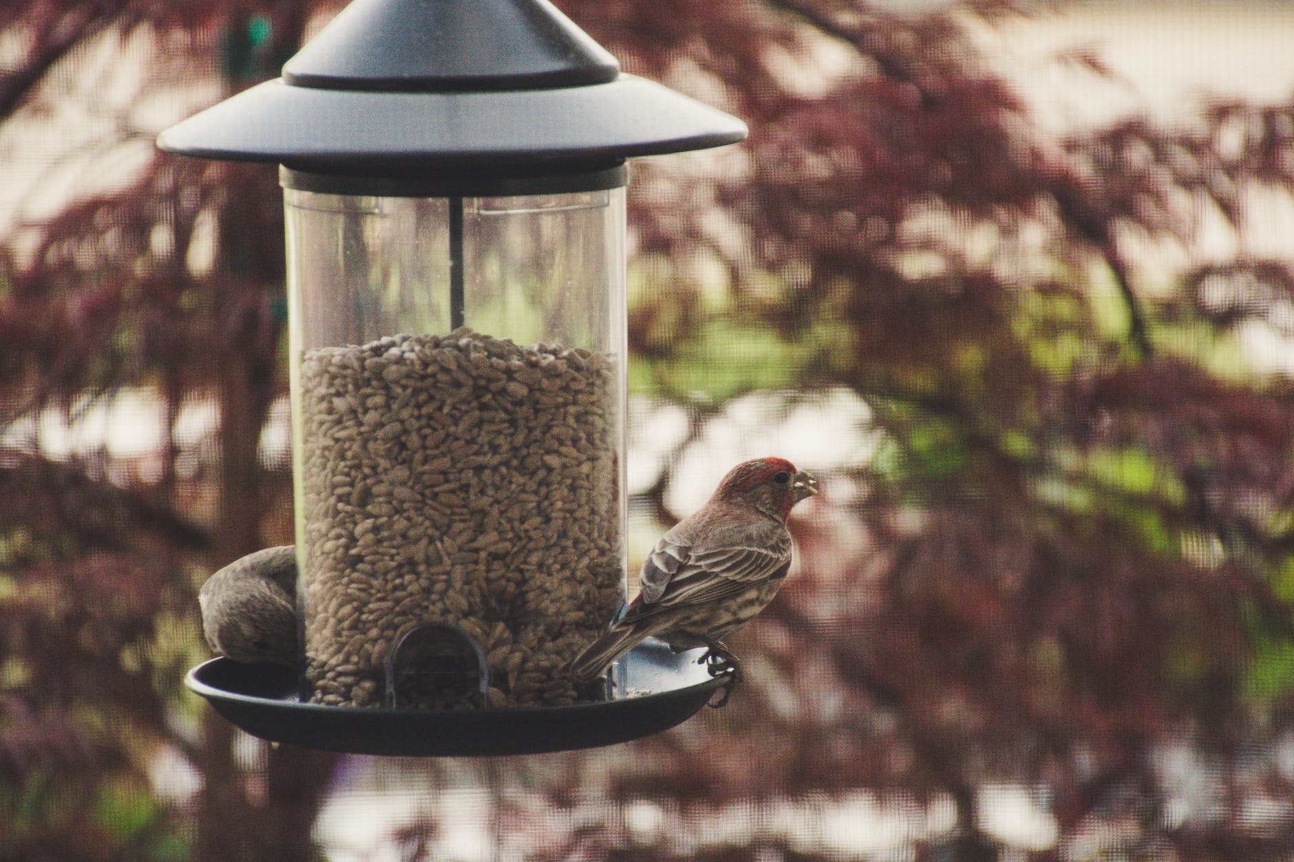 selective focus photography of house finch perched on bird feeder