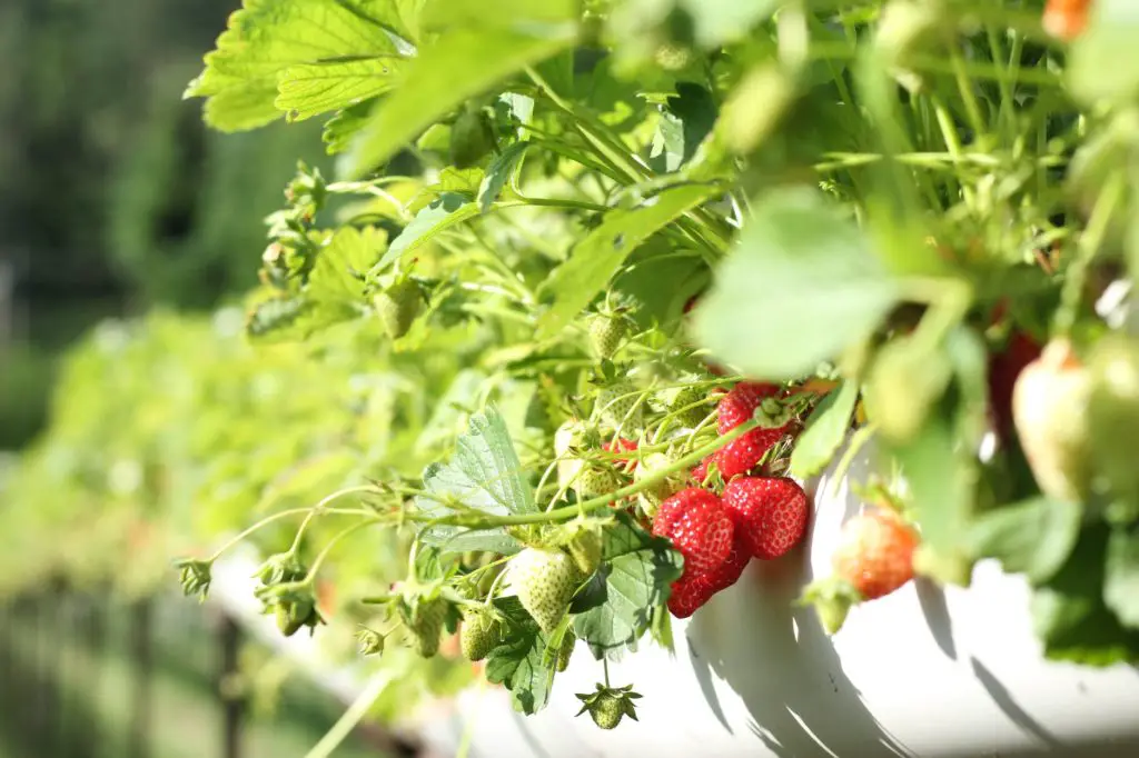 how to plant strawberries