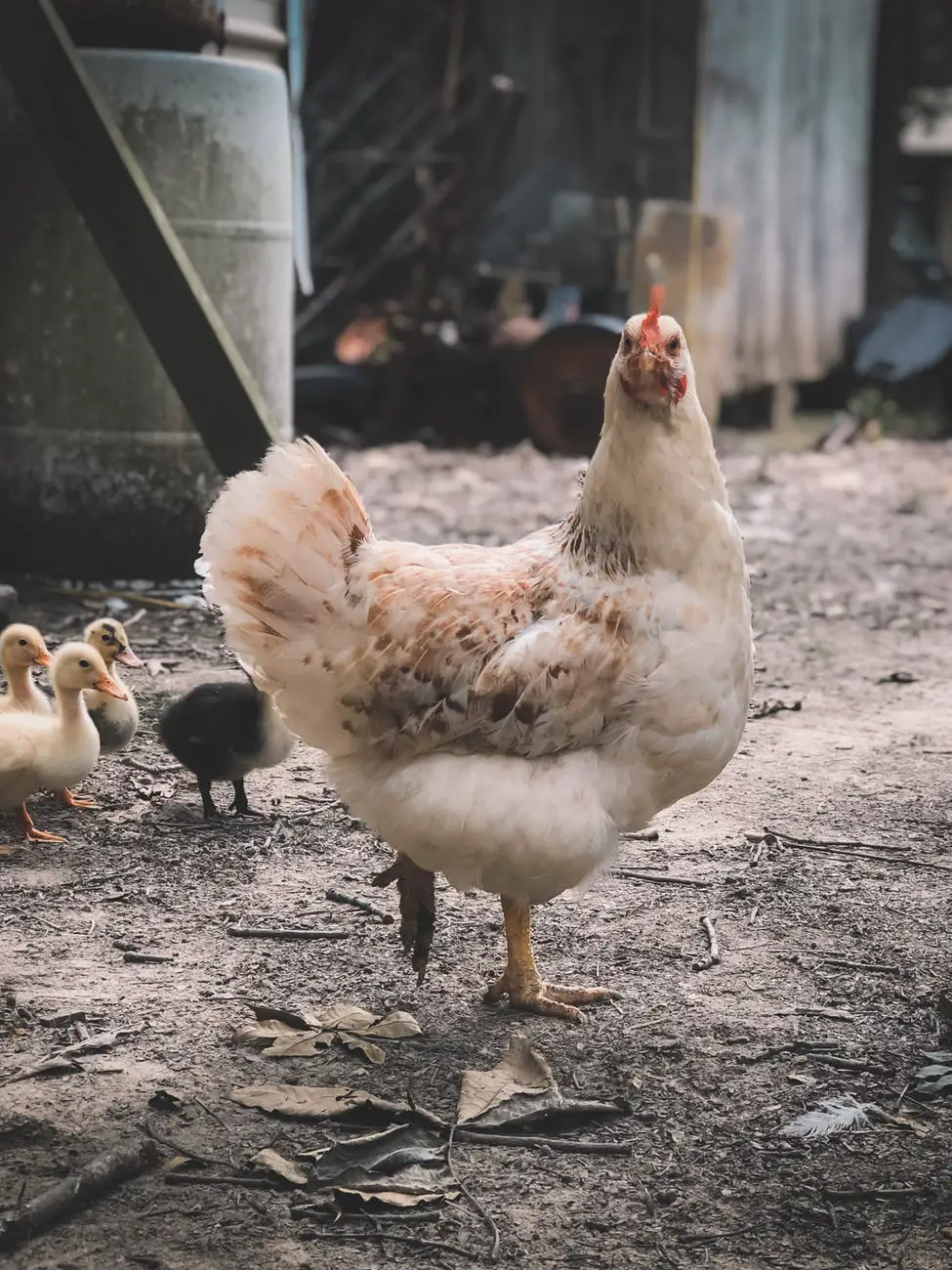 keeping hens to eat slugs and snails