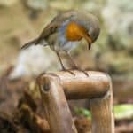cute erithacus rubecula passerine bird sitting on wooden surface in nature
