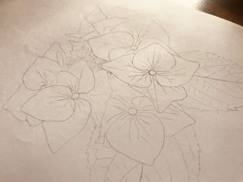 hydrangea flower drawing illustration