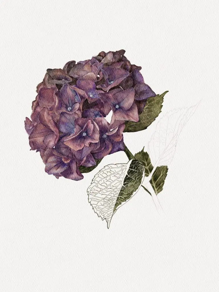 hydrangea painting tutorial step by step