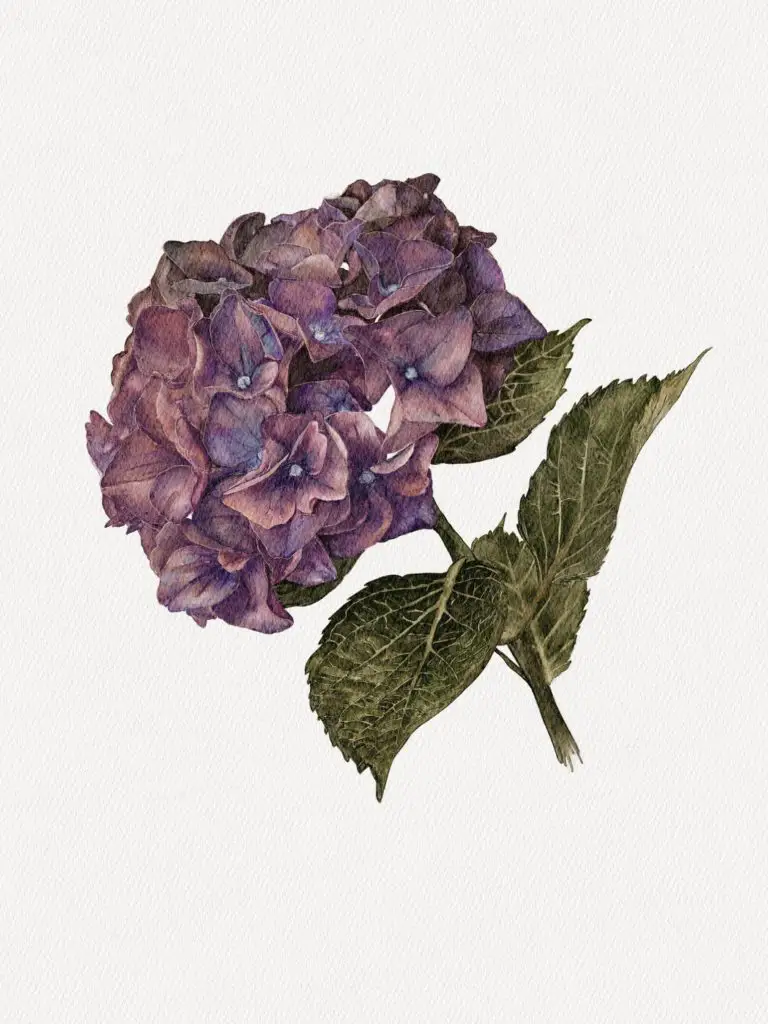 hydrangea painting tutorial step by step