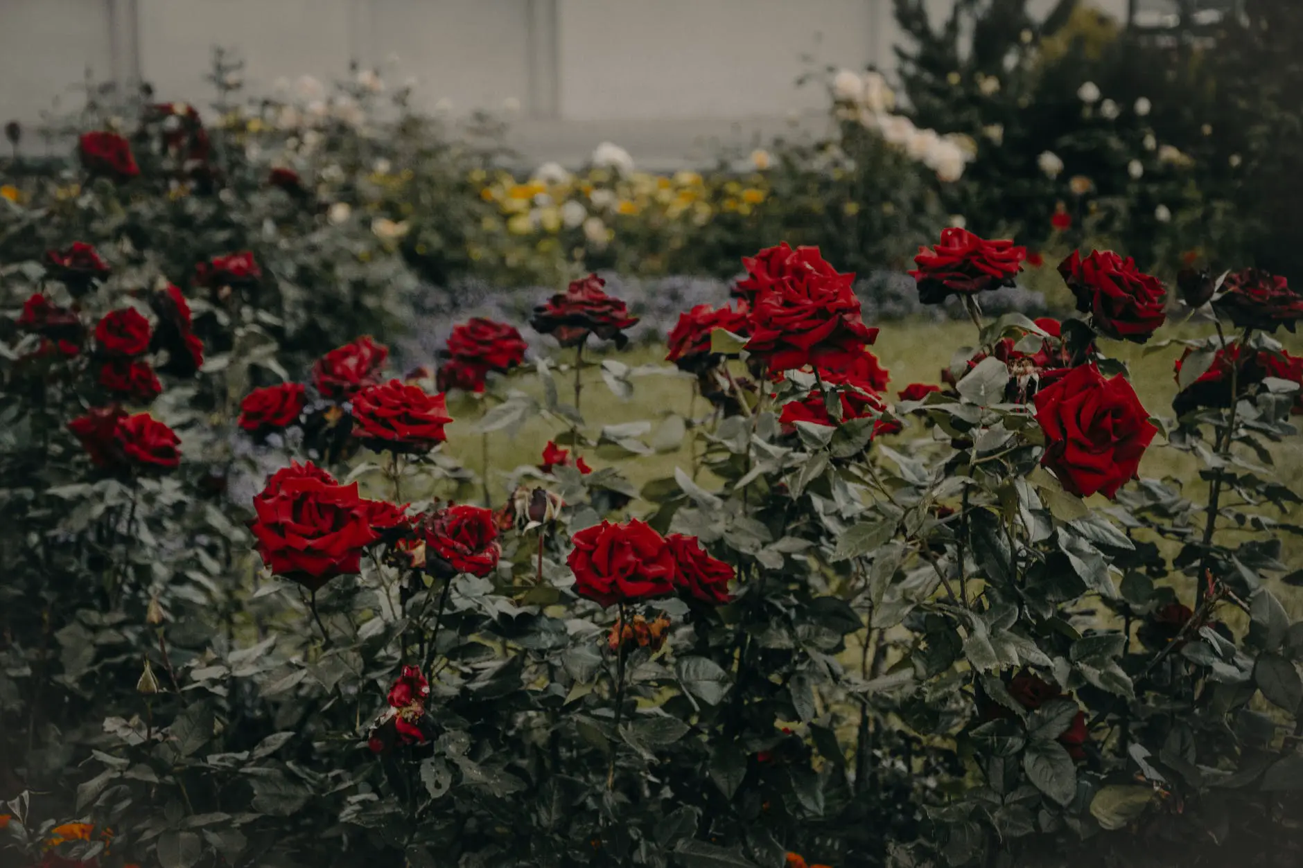 red roses garden in bloom