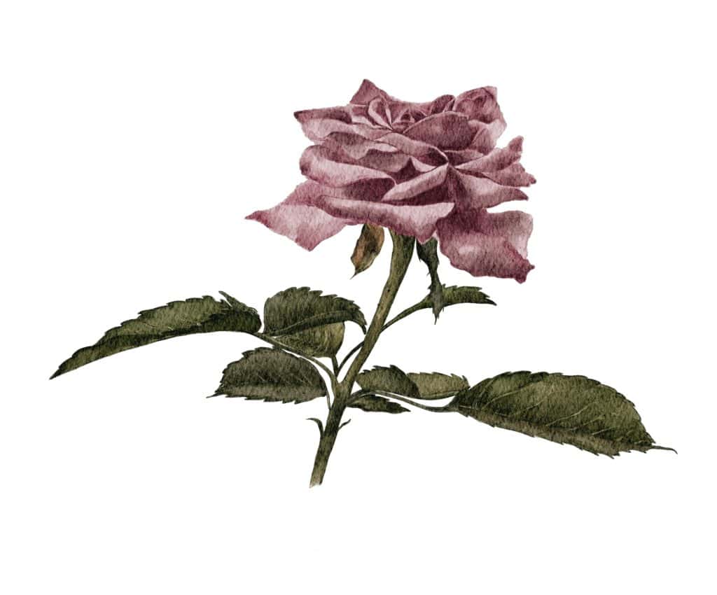 dusty rose 