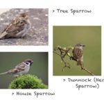 Dunnock & Sparrow