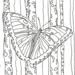 Butterfly colouring page