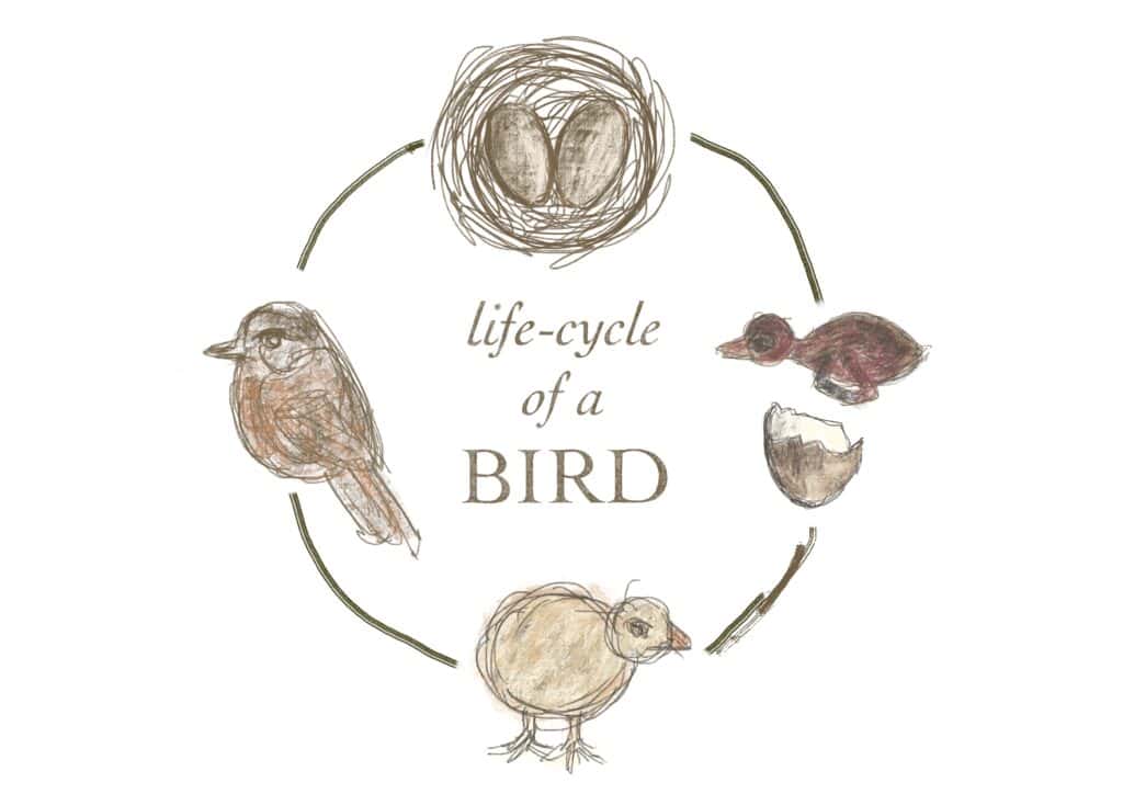 Life cycle of a bird 